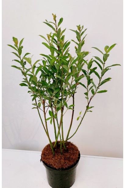 Salix gracilistyla Melanostachys